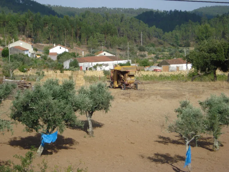 Carvoeiro (Mação)